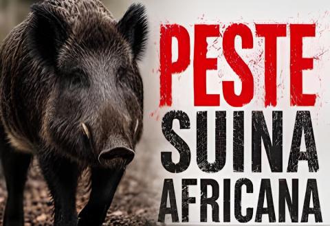 Peste suina