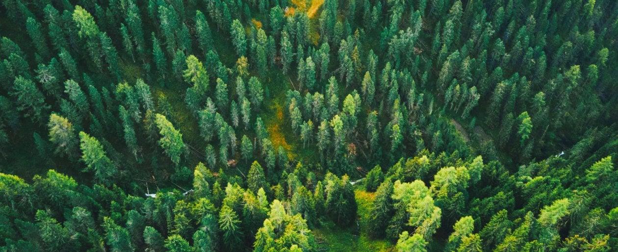 Foresta